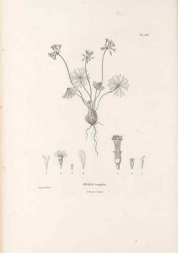Reproducción/Reproduction 49521920072: Nova genera et species plantarum :. Antverpiae :Ex officina Christophori Plantini ...,1576.. 