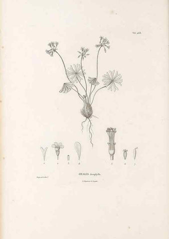 Reproducción/Reproduction 49521920072: Nova genera et species plantarum :. Antverpiae :Ex officina Christophori Plantini ...,1576.. 