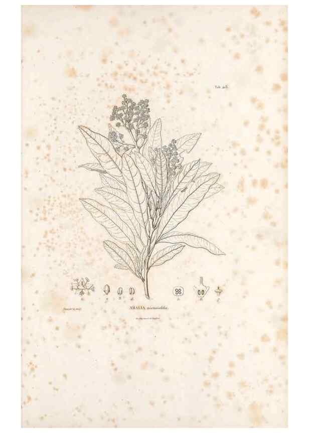 Reproducción/Reproduction 49521690671: Nova genera et species plantarum :. Antverpiae :Ex officina Christophori Plantini ...,1576.. 