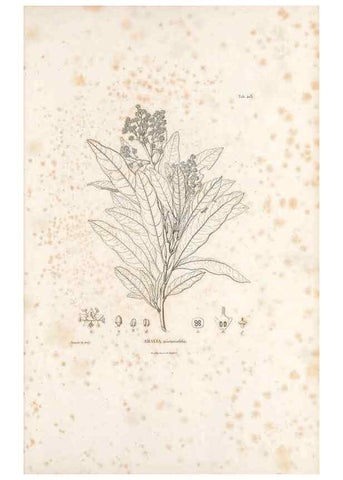 Reproducción/Reproduction 49521690671: Nova genera et species plantarum :. Antverpiae :Ex officina Christophori Plantini ...,1576.. 