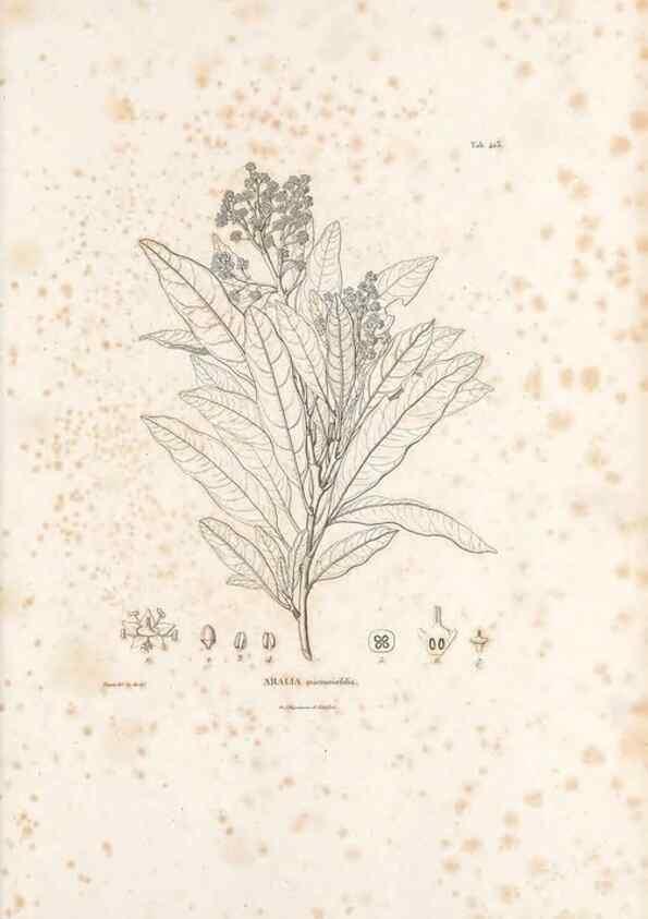 Reproducción/Reproduction 49521690671: Nova genera et species plantarum :. Antverpiae :Ex officina Christophori Plantini ...,1576.. 