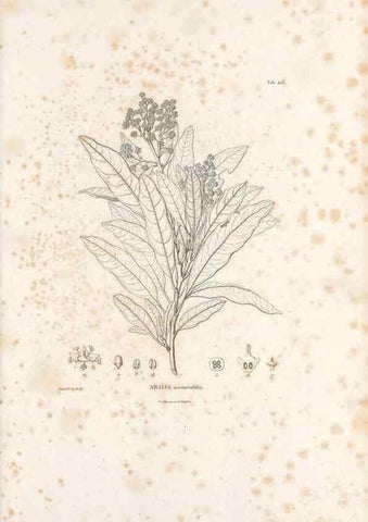Reproducción/Reproduction 49521690671: Nova genera et species plantarum :. Antverpiae :Ex officina Christophori Plantini ...,1576.. 