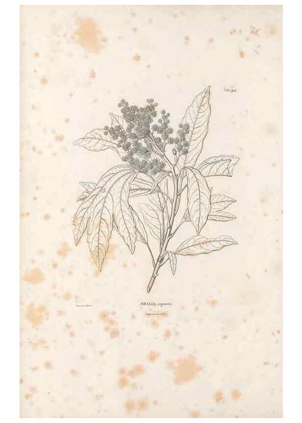Reproducción/Reproduction 49521690986: Nova genera et species plantarum :. Antverpiae :Ex officina Christophori Plantini ...,1576.. 