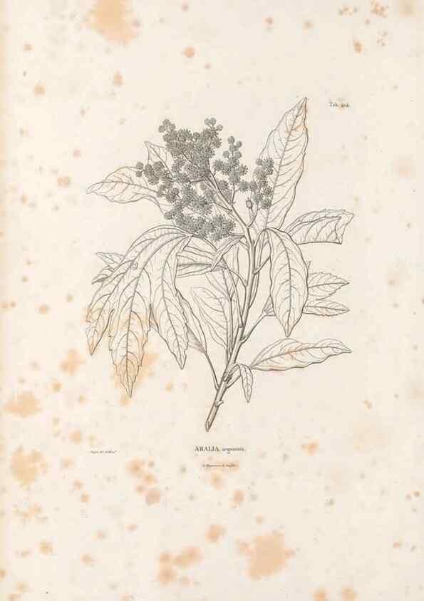 Reproducción/Reproduction 49521690986: Nova genera et species plantarum :. Antverpiae :Ex officina Christophori Plantini ...,1576.. 