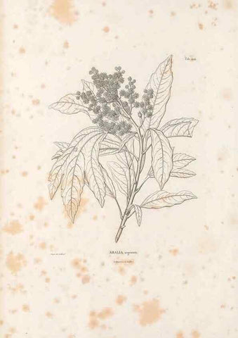 Reproducción/Reproduction 49521690986: Nova genera et species plantarum :. Antverpiae :Ex officina Christophori Plantini ...,1576.. 