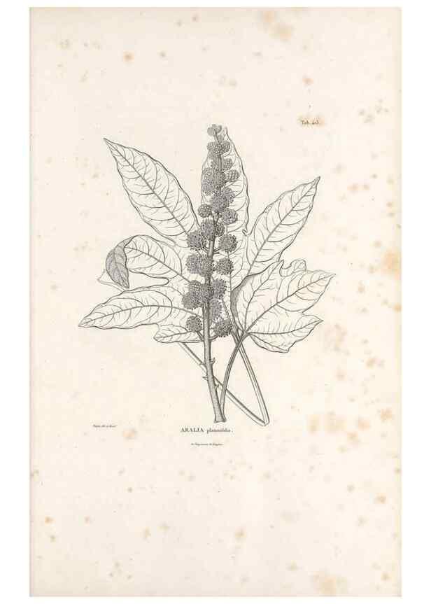 Reproducción/Reproduction 49521167193: Nova genera et species plantarum :. Antverpiae :Ex officina Christophori Plantini ...,1576.. 