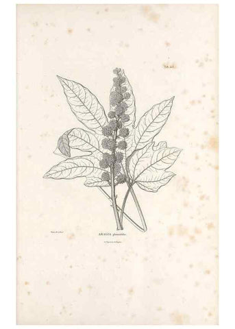 Reproducción/Reproduction 49521167193: Nova genera et species plantarum :. Antverpiae :Ex officina Christophori Plantini ...,1576.. 