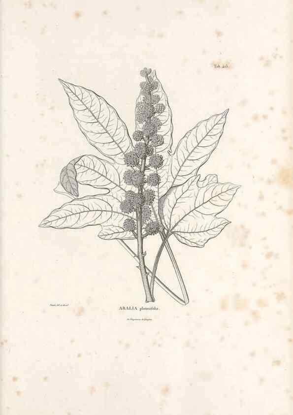 Reproducción/Reproduction 49521167193: Nova genera et species plantarum :. Antverpiae :Ex officina Christophori Plantini ...,1576.. 
