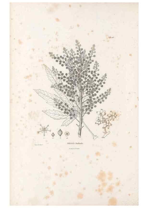Reproducción/Reproduction 49521903757: Nova genera et species plantarum :. Antverpiae :Ex officina Christophori Plantini ...,1576.. 