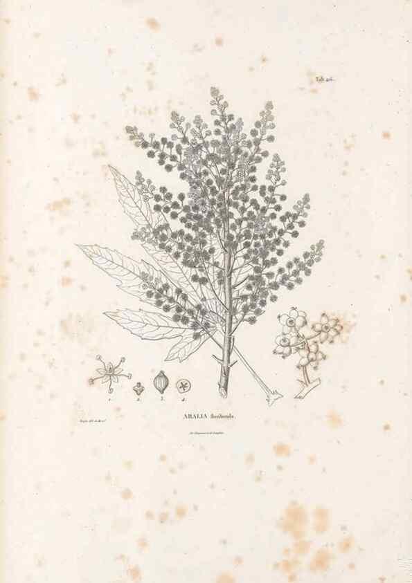 Reproducción/Reproduction 49521903757: Nova genera et species plantarum :. Antverpiae :Ex officina Christophori Plantini ...,1576.. 