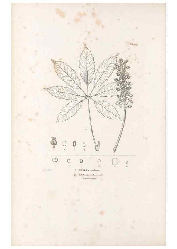 Reproducción/Reproduction 49521904062: Nova genera et species plantarum :. Antverpiae :Ex officina Christophori Plantini ...,1576.. 