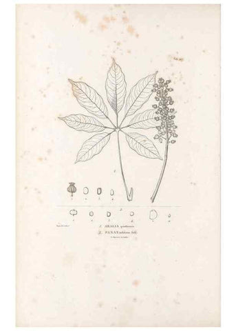 Reproducción/Reproduction 49521904062: Nova genera et species plantarum :. Antverpiae :Ex officina Christophori Plantini ...,1576.. 