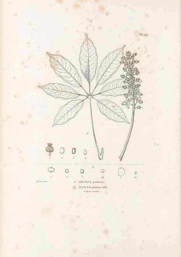 Reproducción/Reproduction 49521904062: Nova genera et species plantarum :. Antverpiae :Ex officina Christophori Plantini ...,1576.. 