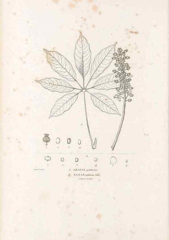 Reproducción/Reproduction 49521904062: Nova genera et species plantarum :. Antverpiae :Ex officina Christophori Plantini ...,1576.. 