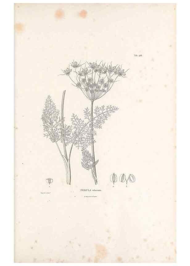 Reproducción/Reproduction 49521692261: Nova genera et species plantarum :. Antverpiae :Ex officina Christophori Plantini ...,1576.. 