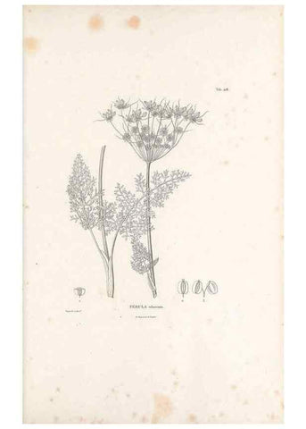 Reproducción/Reproduction 49521692261: Nova genera et species plantarum :. Antverpiae :Ex officina Christophori Plantini ...,1576.. 