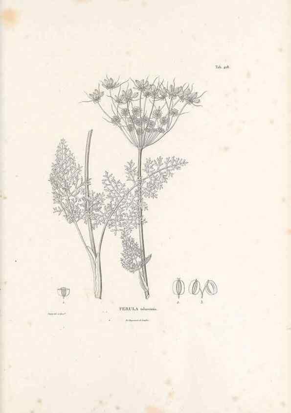 Reproducción/Reproduction 49521692261: Nova genera et species plantarum :. Antverpiae :Ex officina Christophori Plantini ...,1576.. 