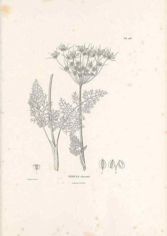 Reproducción/Reproduction 49521692261: Nova genera et species plantarum :. Antverpiae :Ex officina Christophori Plantini ...,1576.. 