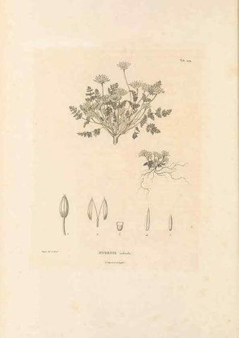 Reproducción/Reproduction 49521904672: Nova genera et species plantarum :. Antverpiae :Ex officina Christophori Plantini ...,1576.. 