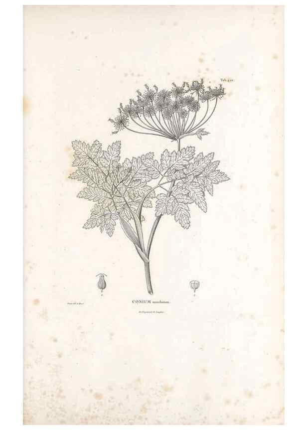 Reproducción/Reproduction 49521905057: Nova genera et species plantarum :. Antverpiae :Ex officina Christophori Plantini ...,1576.. 