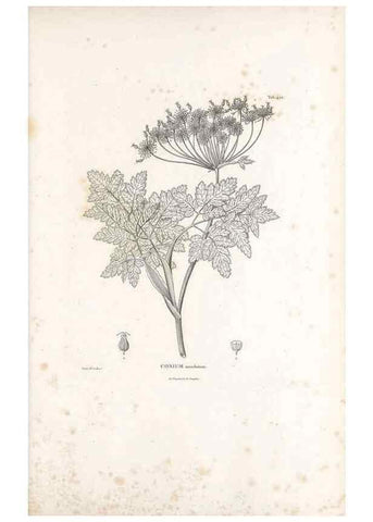 Reproducción/Reproduction 49521905057: Nova genera et species plantarum :. Antverpiae :Ex officina Christophori Plantini ...,1576.. 