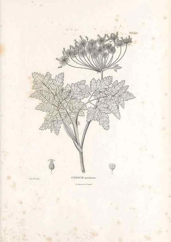Reproducción/Reproduction 49521905057: Nova genera et species plantarum :. Antverpiae :Ex officina Christophori Plantini ...,1576.. 