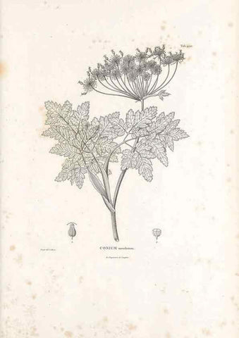 Reproducción/Reproduction 49521905057: Nova genera et species plantarum :. Antverpiae :Ex officina Christophori Plantini ...,1576.. 