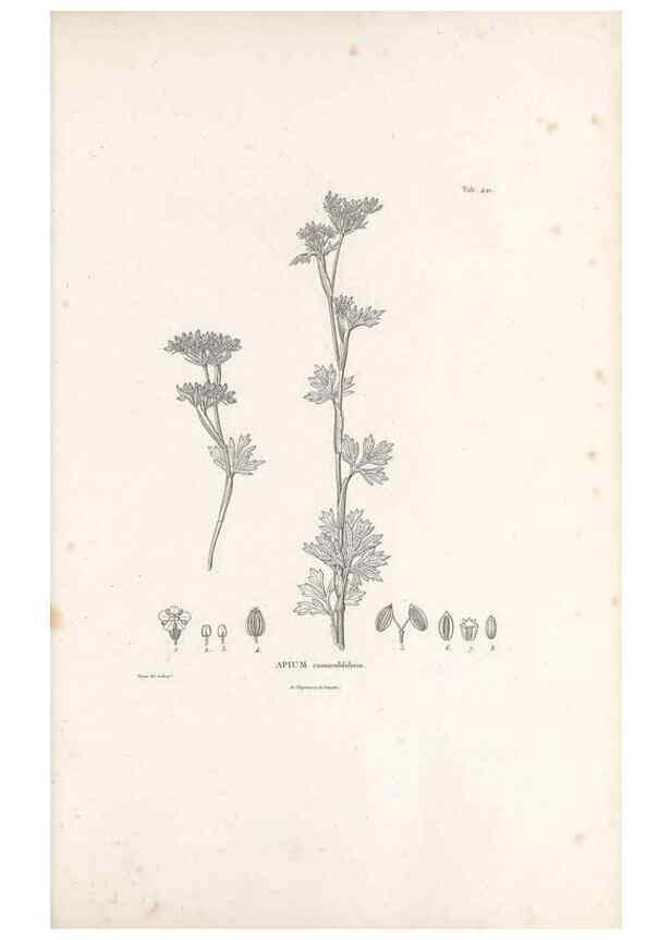 Reproducción/Reproduction 49521905482: Nova genera et species plantarum :. Antverpiae :Ex officina Christophori Plantini ...,1576.. 