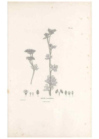 Reproducción/Reproduction 49521905482: Nova genera et species plantarum :. Antverpiae :Ex officina Christophori Plantini ...,1576.. 