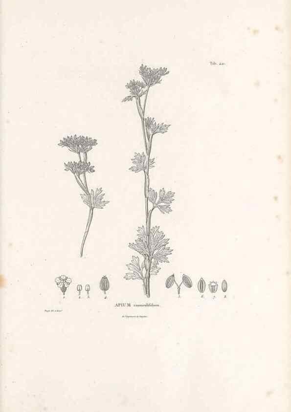 Reproducción/Reproduction 49521905482: Nova genera et species plantarum :. Antverpiae :Ex officina Christophori Plantini ...,1576.. 