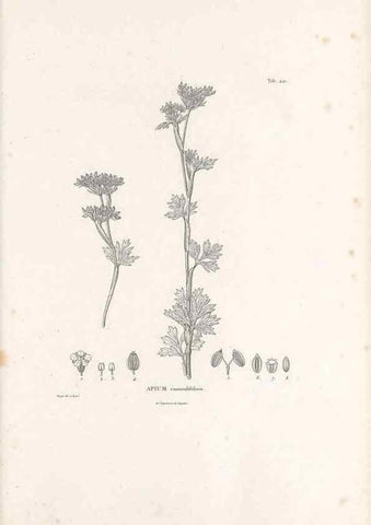 Reproducción/Reproduction 49521905482: Nova genera et species plantarum :. Antverpiae :Ex officina Christophori Plantini ...,1576.. 