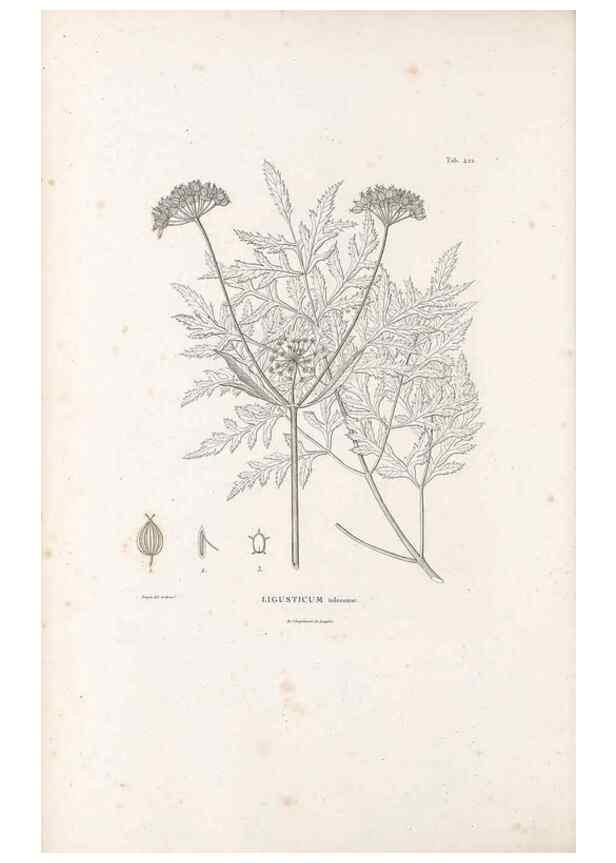 Reproducción/Reproduction 49521169278: Nova genera et species plantarum :. Antverpiae :Ex officina Christophori Plantini ...,1576.. 