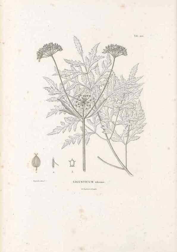 Reproducción/Reproduction 49521169278: Nova genera et species plantarum :. Antverpiae :Ex officina Christophori Plantini ...,1576.. 