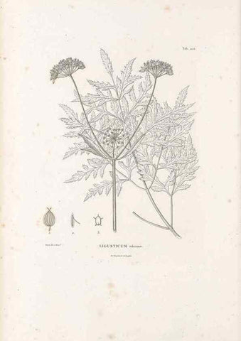 Reproducción/Reproduction 49521169278: Nova genera et species plantarum :. Antverpiae :Ex officina Christophori Plantini ...,1576.. 