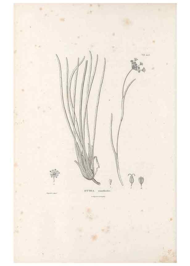Reproducción/Reproduction 49521169658: Nova genera et species plantarum :. Antverpiae :Ex officina Christophori Plantini ...,1576.. 