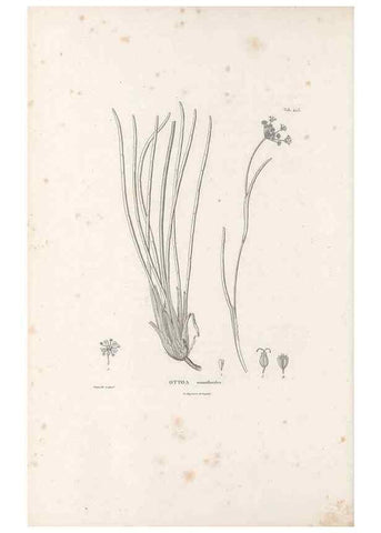 Reproducción/Reproduction 49521169658: Nova genera et species plantarum :. Antverpiae :Ex officina Christophori Plantini ...,1576.. 
