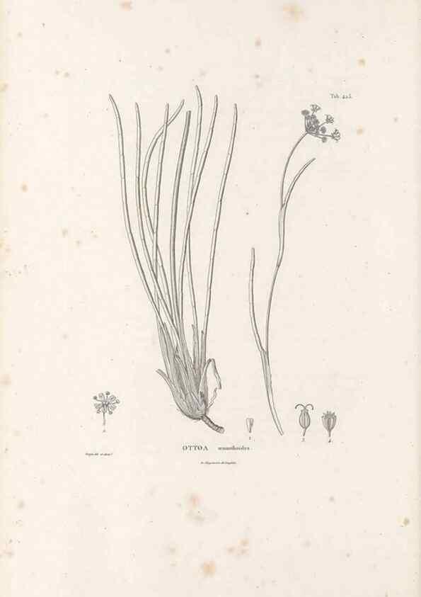 Reproducción/Reproduction 49521169658: Nova genera et species plantarum :. Antverpiae :Ex officina Christophori Plantini ...,1576.. 