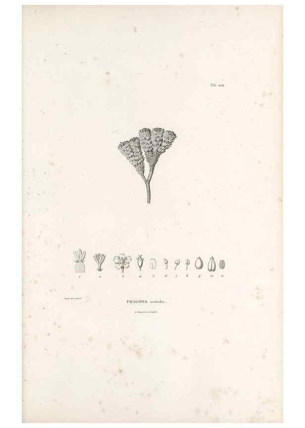 Reproducción/Reproduction 49521169948: Nova genera et species plantarum :. Antverpiae :Ex officina Christophori Plantini ...,1576.. 