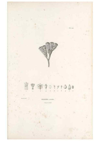 Reproducción/Reproduction 49521169948: Nova genera et species plantarum :. Antverpiae :Ex officina Christophori Plantini ...,1576.. 