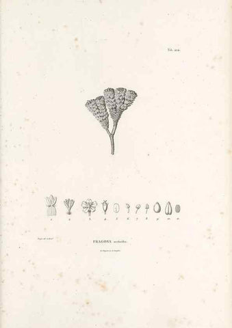Reproducción/Reproduction 49521169948: Nova genera et species plantarum :. Antverpiae :Ex officina Christophori Plantini ...,1576.. 
