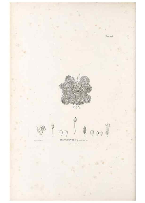 Reproducción/Reproduction 49521170233: Nova genera et species plantarum :. Antverpiae :Ex officina Christophori Plantini ...,1576.. 