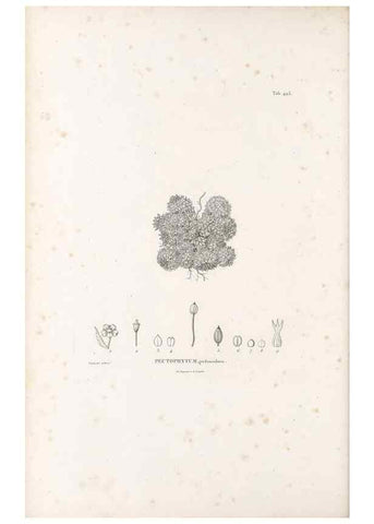 Reproducción/Reproduction 49521170233: Nova genera et species plantarum :. Antverpiae :Ex officina Christophori Plantini ...,1576.. 