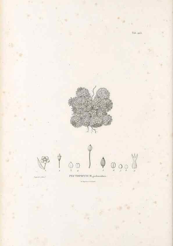 Reproducción/Reproduction 49521170233: Nova genera et species plantarum :. Antverpiae :Ex officina Christophori Plantini ...,1576.. 