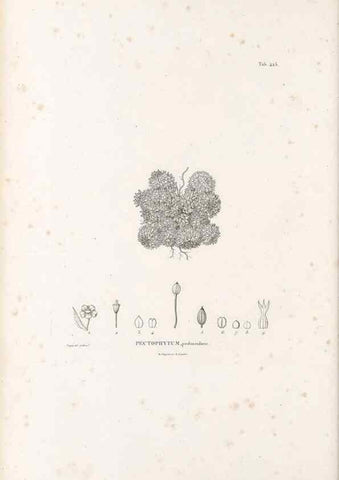 Reproducción/Reproduction 49521170233: Nova genera et species plantarum :. Antverpiae :Ex officina Christophori Plantini ...,1576.. 
