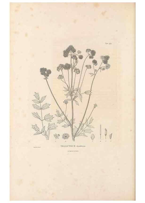 Reproducción/Reproduction 49521906947: Nova genera et species plantarum :. Antverpiae :Ex officina Christophori Plantini ...,1576.. 
