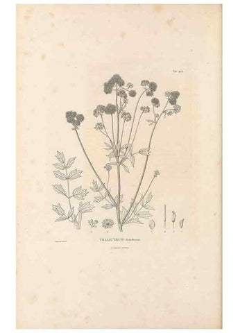 Reproducción/Reproduction 49521906947: Nova genera et species plantarum :. Antverpiae :Ex officina Christophori Plantini ...,1576.. 