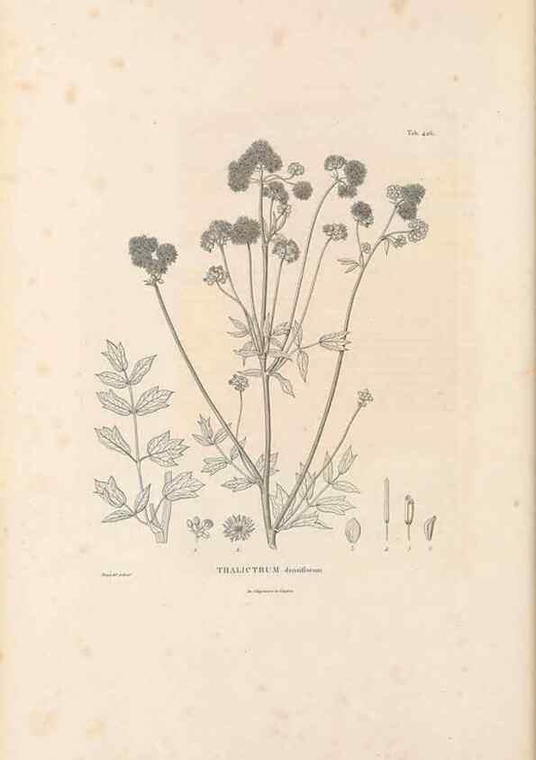 Reproducción/Reproduction 49521906947: Nova genera et species plantarum :. Antverpiae :Ex officina Christophori Plantini ...,1576.. 