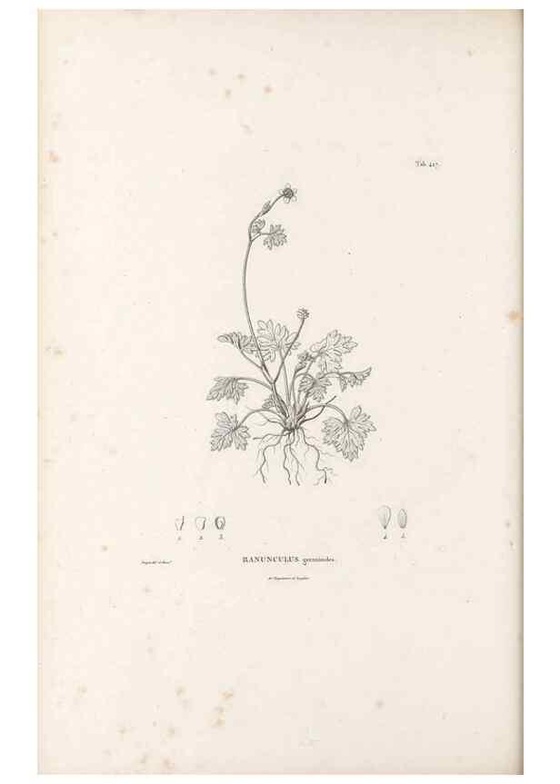 Reproducción/Reproduction 49521907167: Nova genera et species plantarum :. Antverpiae :Ex officina Christophori Plantini ...,1576.. 