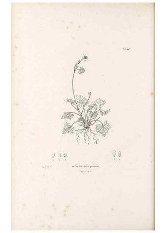 Reproducción/Reproduction 49521907167: Nova genera et species plantarum :. Antverpiae :Ex officina Christophori Plantini ...,1576.. 