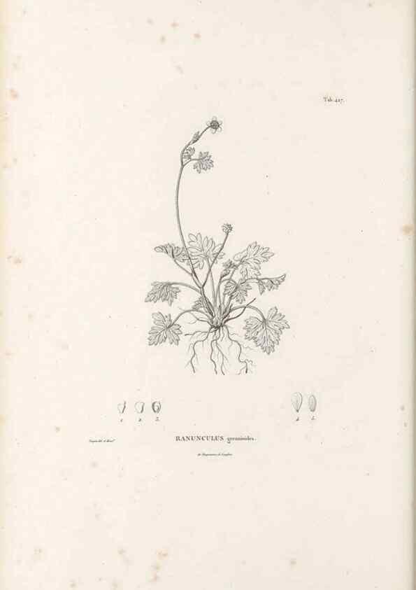 Reproducción/Reproduction 49521907167: Nova genera et species plantarum :. Antverpiae :Ex officina Christophori Plantini ...,1576.. 